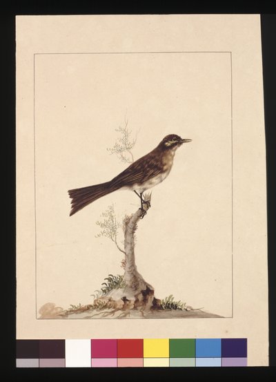 Yellowed-eared Flycatcher: Now known as a Yellow-faced Honeyeater by Sarah Stone