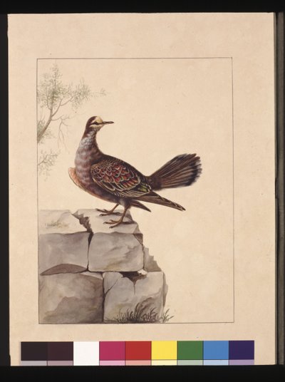 Golden Winged Pigeon, now known as a Forest Bronzewing Pigeon by Sarah Stone