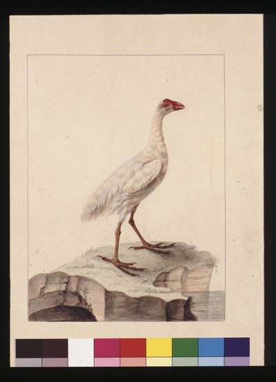 White Fulica. Now Known as a White Gallinule (Extinct) by Sarah Stone
