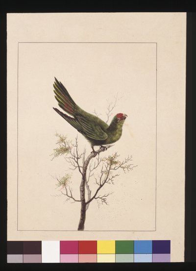 Small Parakeet, now known as a Little Lorikeet by Sarah Stone