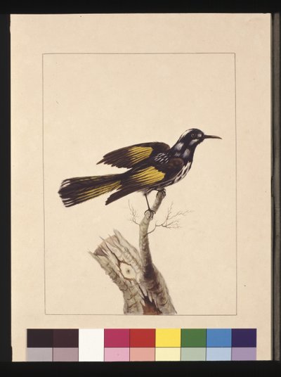 New Holland Creeper, now known as a New Holland honeyeater by Sarah Stone