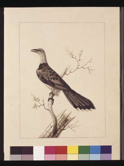 Anomalous Hornbill: Now known as a Channel-billed Cuckoo by Sarah Stone
