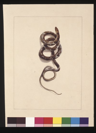 Snake No.1. Now Known as a Brown Snake by Sarah Stone