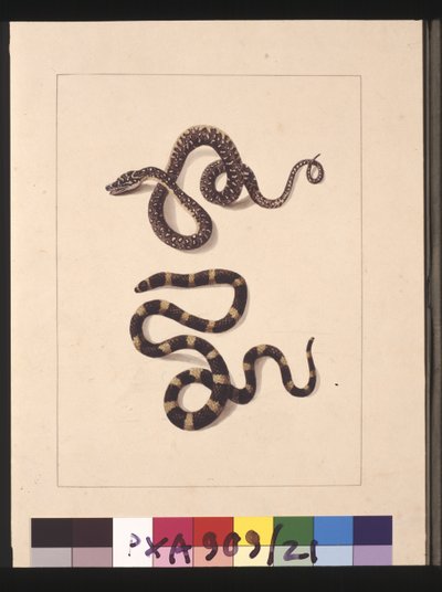 Snakes No. 1 & No.2. Now known as a Young diamond snake & a Bandy bandy by Sarah Stone