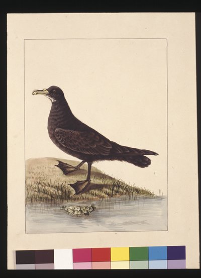 Fuliginous Peteril. Now Known as a White-chinned Petrel by Sarah Stone