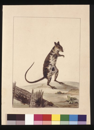 Potoroo or Kangaroo Rat, now known as a Rufous Rat Kangaroo by Sarah Stone
