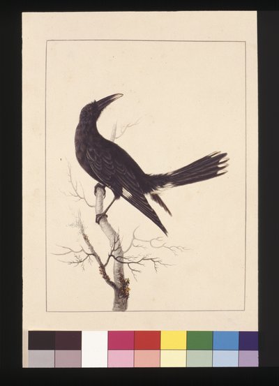 White, Vented Crow, now known as a Pied Currawong by Sarah Stone