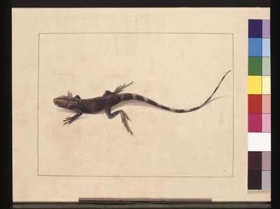 Muricated Lizard. Now known as a Tree Dragon by Sarah Stone