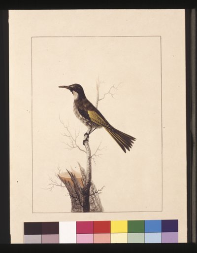 New Holland Creeper. Now known as a White-cheeked honey eater by Sarah Stone