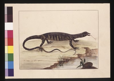 Variegated Lizard, now known as a Goanna by Sarah Stone