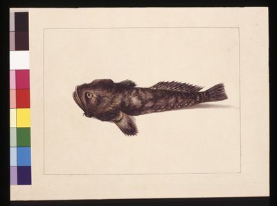 Doubtful Lophius. Now known as a Frog Fish by Sarah Stone