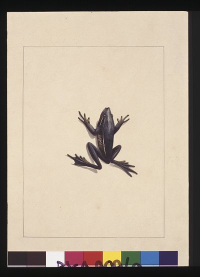 Page 9. Blue Frog. Now known as a Green Tree frog, c.1789-90 by Sarah Stone
