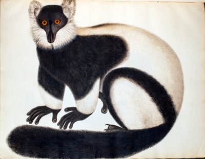 Black and white ruffed lemur, from the 