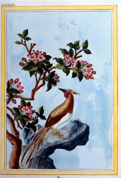 Chinese Art: Flowers and Birds by School Chinese