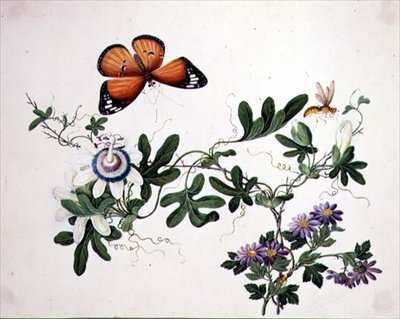 Passion Flower and Butterfly by School Chinese