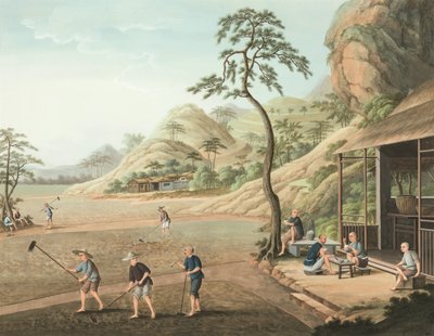 Tea production, c. 1820 by School Chinese