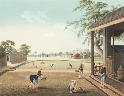 Tea production, c. 1820 by School Chinese