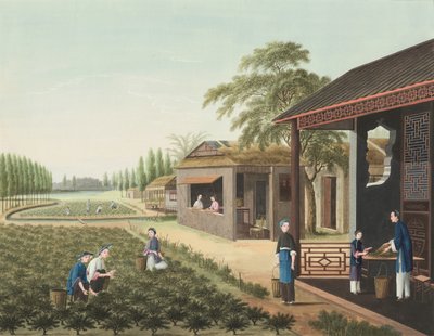Tea Production by School Chinese