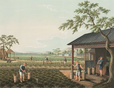 Tea production, c. 1820 by School Chinese