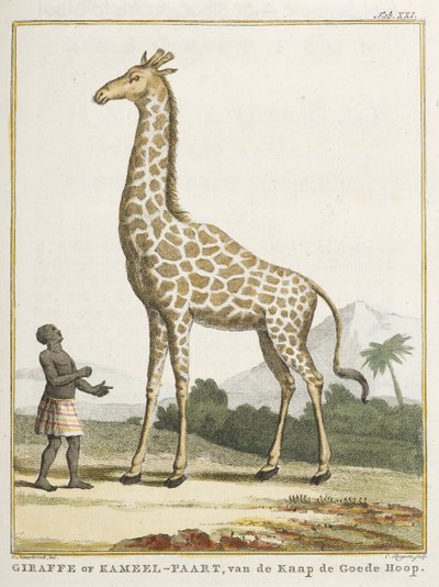 Giraffe or Kameel-paart, illustration from 