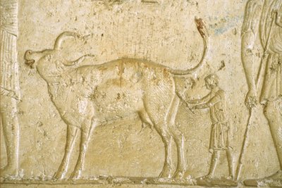 Ancient Egypt, Wall carving/painting, Petosiris Tomb, Tuna el-Gebel, 300 BC, Helping a cow give birth by School Egyptian