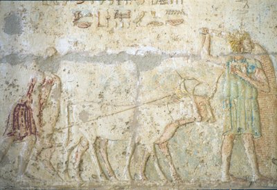 Wall carving/painting, Tomb of Petosiris, Tuna el Gebel, 300 BC, Ploughing and sowing crops by School Egyptian