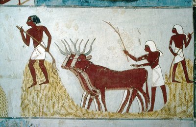 Luxor, Thebes: Tombs of the Nobles: The Tomb of Nakht. Agricultural Scene. Valley of the Nobles by School Egyptian