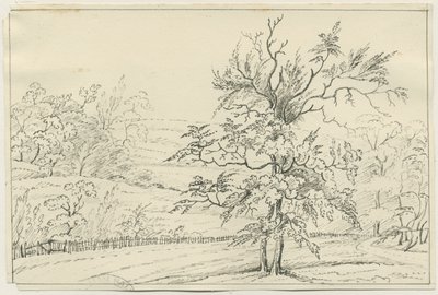 Cannock Chase by School English