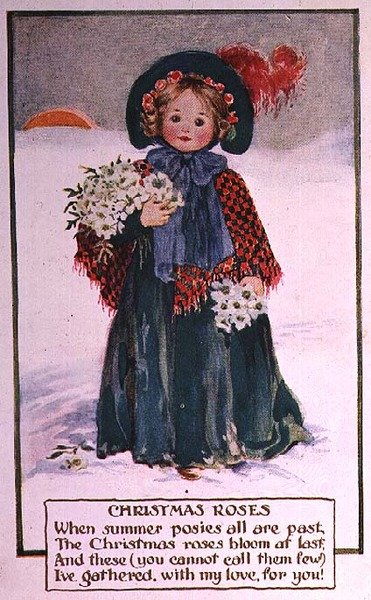 Christmas Roses by School English