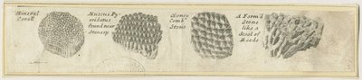 Dovedale - Mineral Coral by School English