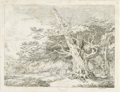 Needwood - Oak tree by School English