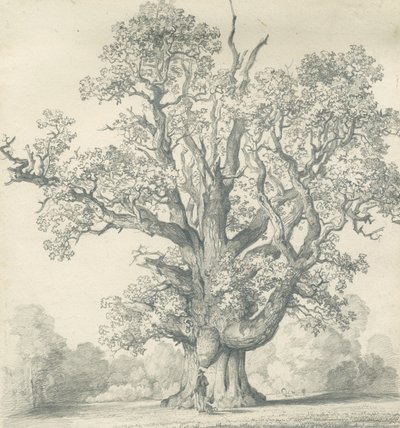 Needwood - Swilcar Oak by School English