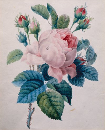 A Rose by School French