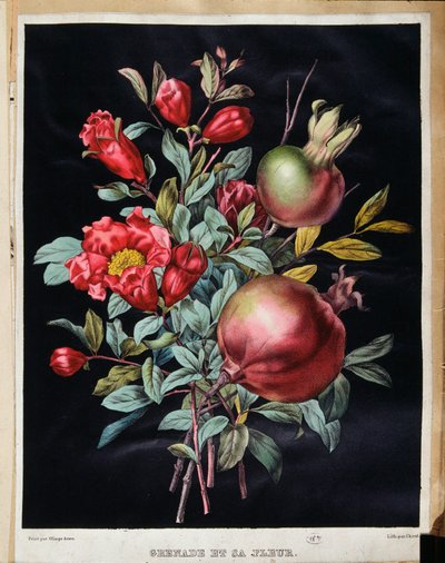 Pomegranate and its flower - botanical board by School French
