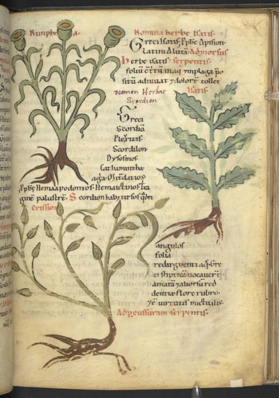 Nymphia; Isatis; Crision, from 