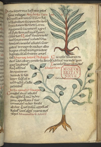 Cucumeris; Cannabis, from 