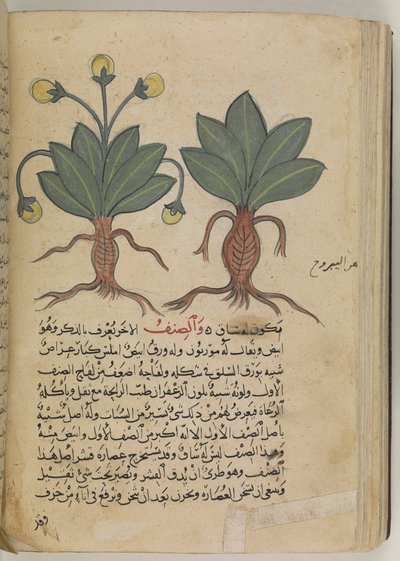 The male and female mandrakes, from the Kitab Disquridis by Pedanius Dioscorides in 735 by School Iraqi