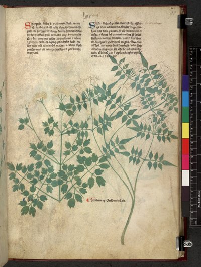 Spargula and Self, Tractatus de herbis (Herbal) by School Italian