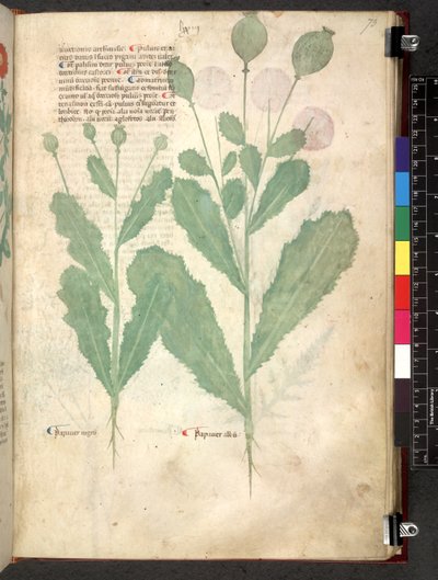 Tractatus de herbis (Herbal) c.1280-1310 by School Italian
