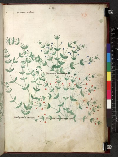 Tractatus de herbis (Herbal) c.1280-1310 by School Italian