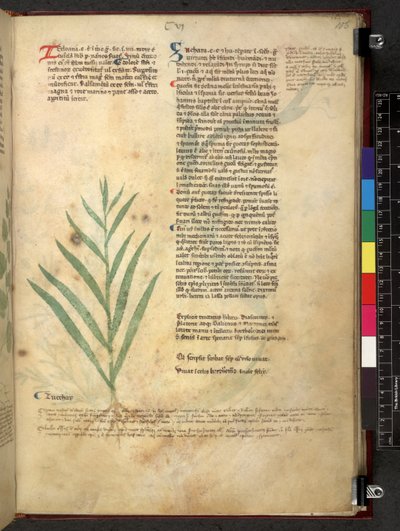 Tractatus de herbis (Herbal) c.1280-1310 by School Italian