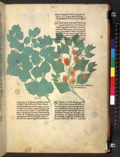 Tractatus de herbis (Herbal) c.1280-1310 by School Italian