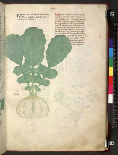 Tractatus de herbis (Herbal) c.1280-1310 by School Italian
