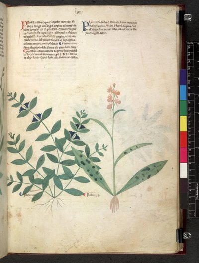 Tractatus de herbis (Herbal) c.1280-1310 by School Italian