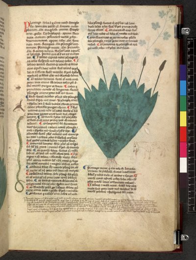 Tractatus de herbis (Herbal) c.1280-1310 by School Italian