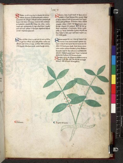 Tractatus de herbis (Herbal) c.1280-1310 by School Italian
