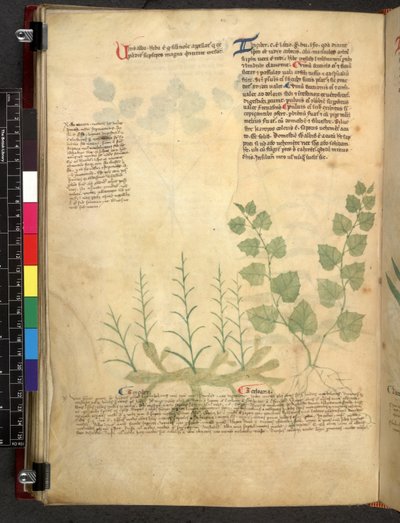 Tractatus de herbis (Herbal) c.1280-1310 by School Italian