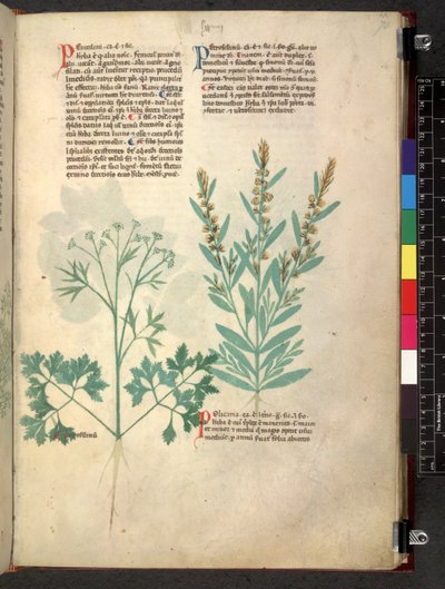 Tractatus de herbis (Herbal) by School Italian