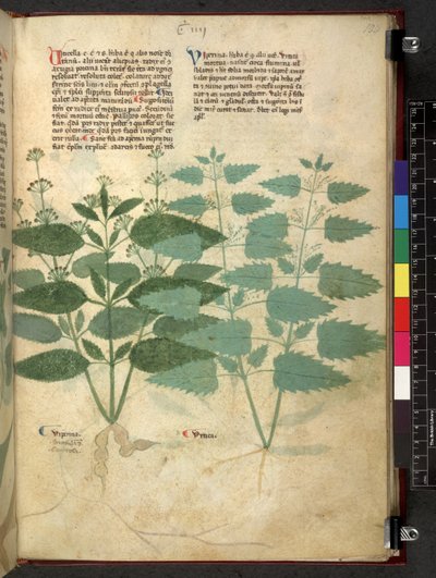 Tractatus de herbis (Herbal) by School Italian