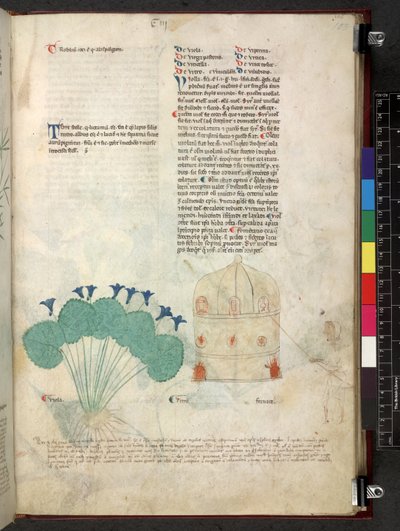 Tractatus de herbis (Herbal) by School Italian